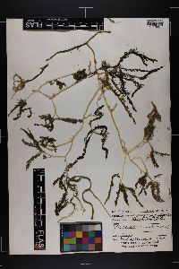 Caulerpa paspaloides f. phleoides image